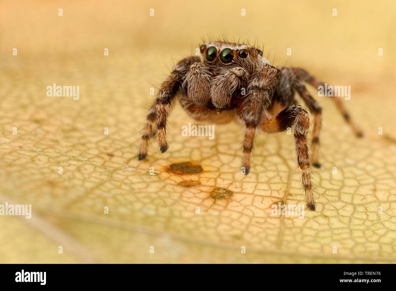 Jumping spider Portrait auf der gelben Herbst Blatt Stockfoto