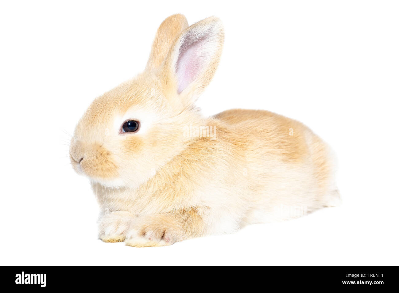 Flauschige Kaninchen an die Tafel. Auf weissem Hintergrund. Osterhase Stockfoto