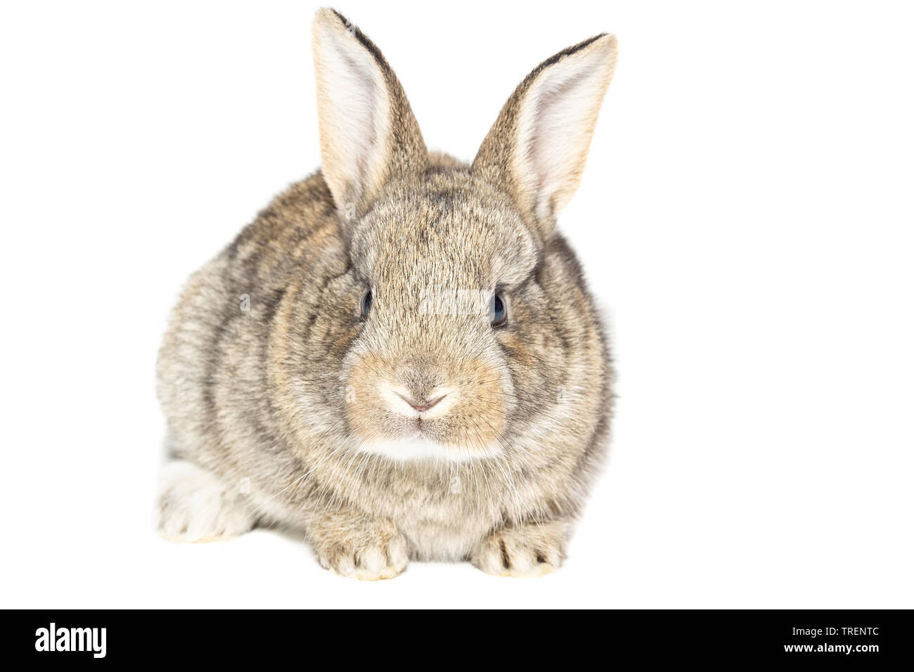 Grau flauschige Kaninchen an die Tafel. Auf weissem Hintergrund. Osterhase Stockfoto