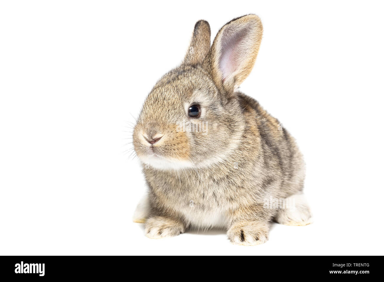 Grau flauschige Kaninchen an die Tafel. Auf weissem Hintergrund. Osterhase Stockfoto