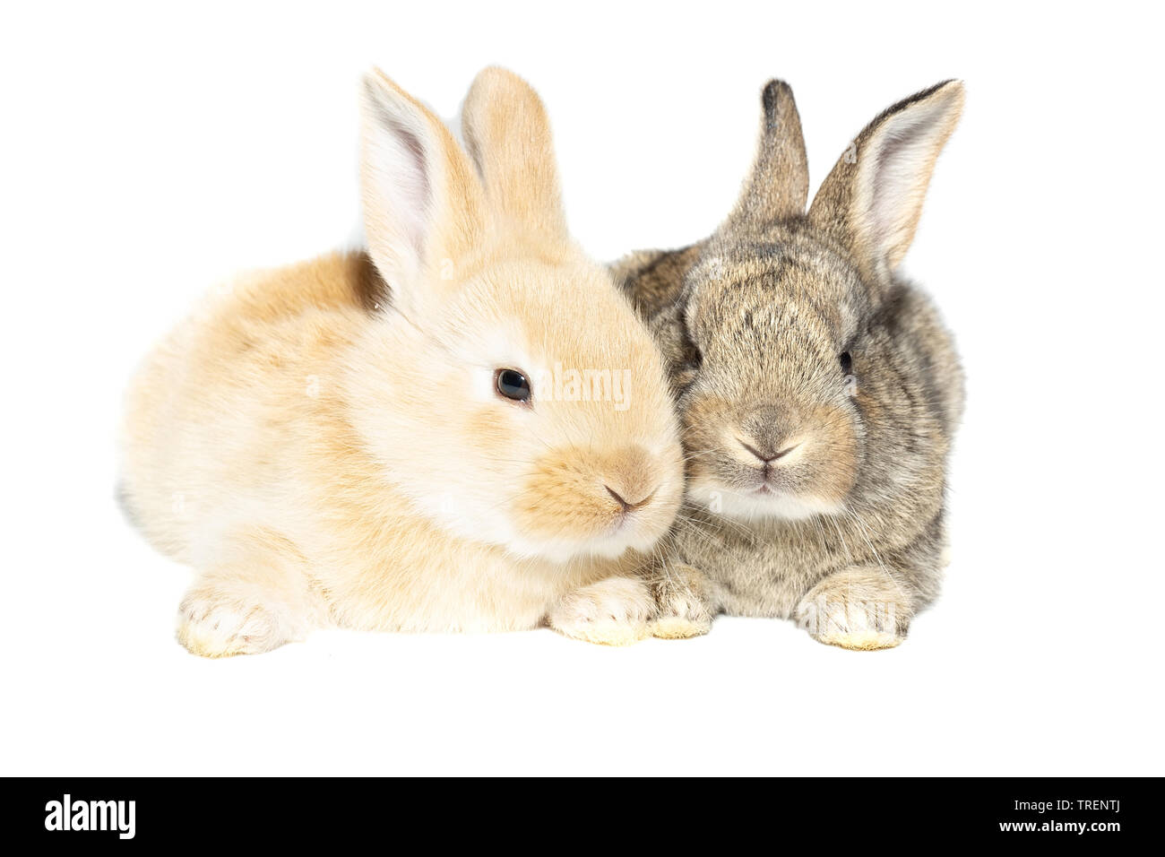 Grau flauschige Kaninchen an die Tafel. Auf weissem Hintergrund. Osterhase Stockfoto