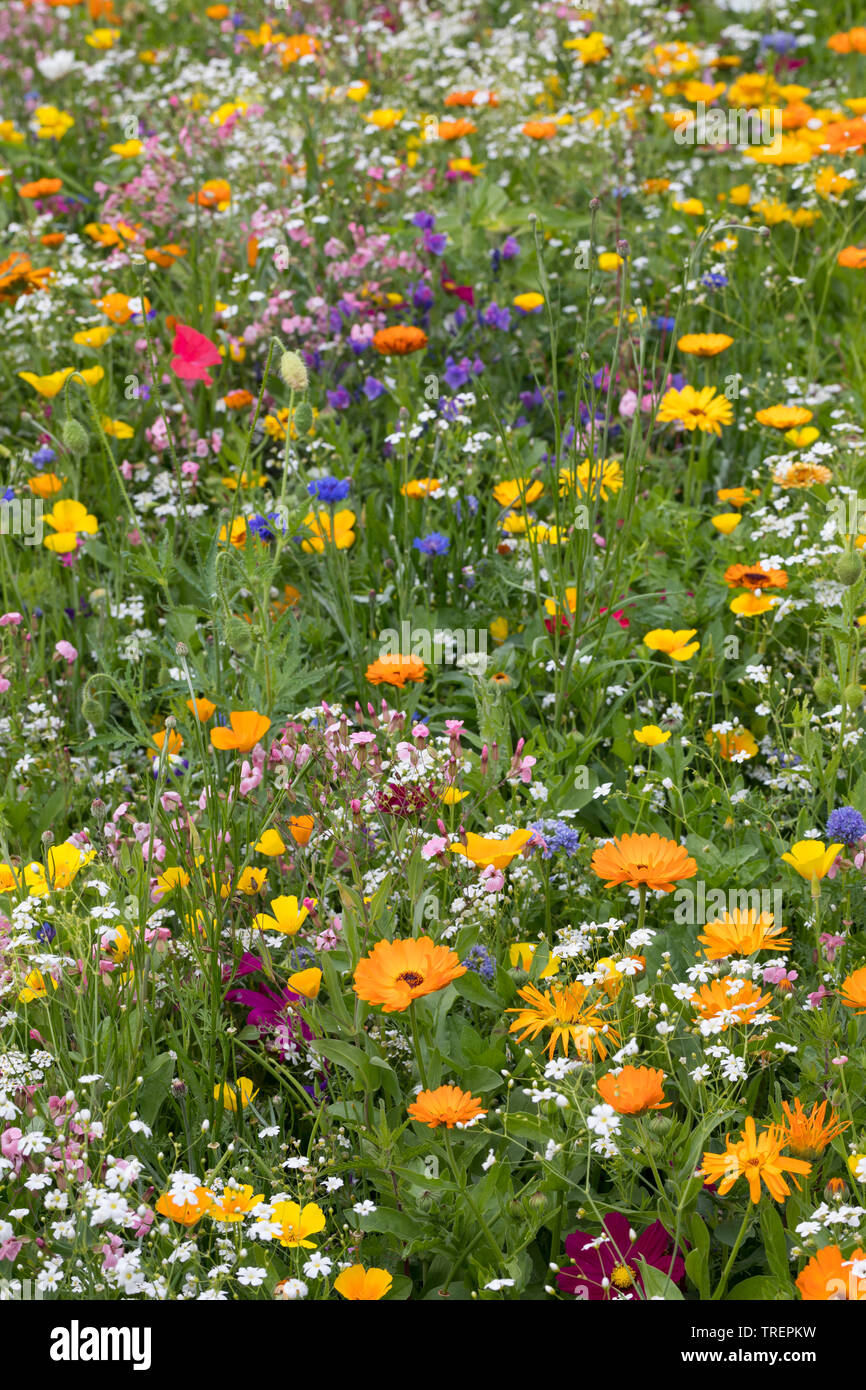 Blumenwiese, Wildblumenwiese, Wildblumen-Wiese, Blumenmischung, Wildblumen, blumenmischung "werratal", Insektenschutz, wildflower Meadow Stockfoto