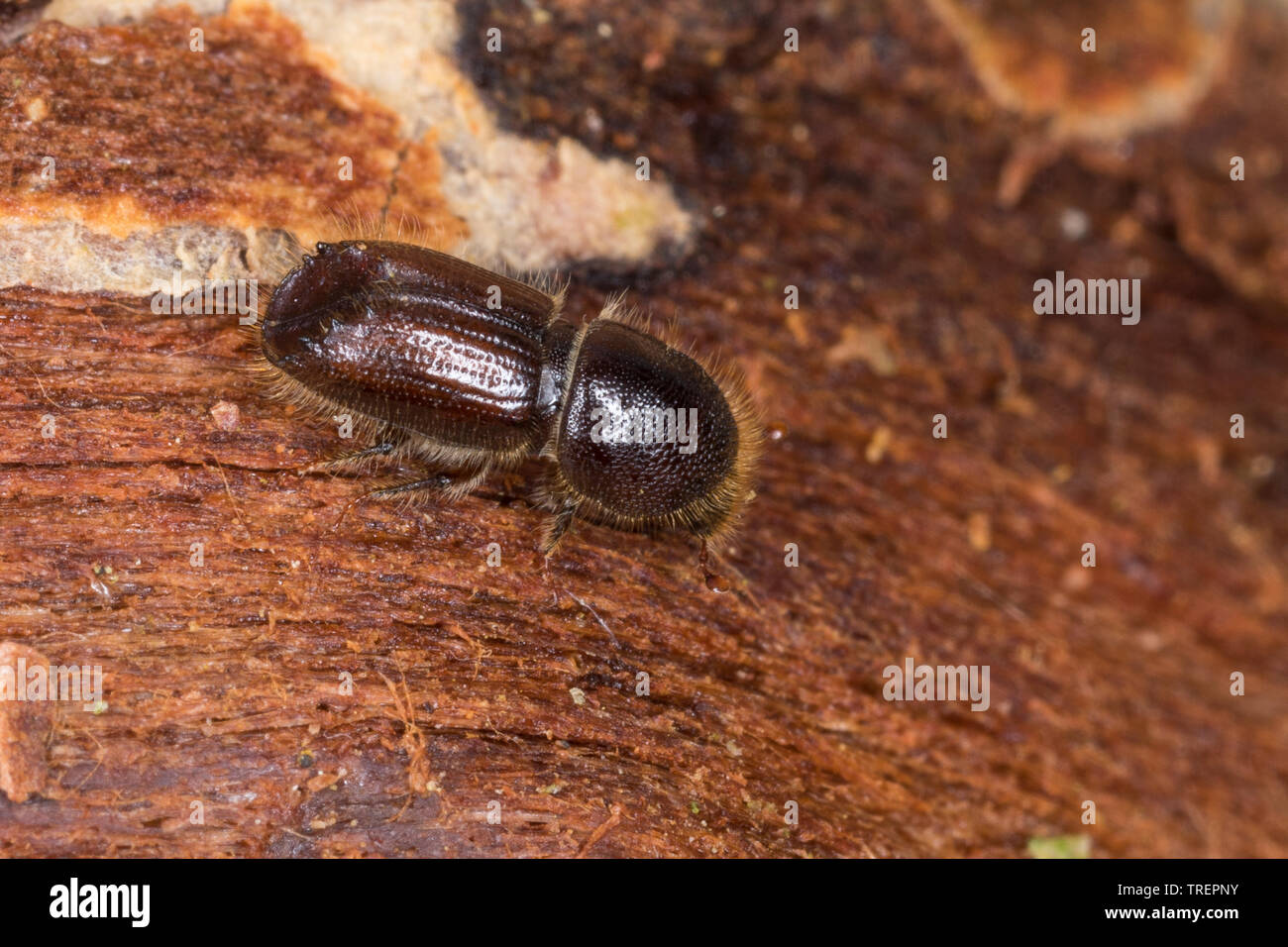 Buchdrucker, Großer Borkenkäfer, Fichtenborkenkäfer, Achtzähniger Fichten-Borkenkäfer, Borkenkäfer, Großer Achtzähniger Fichtenborkenkäfer, Ips Hrsg. Stockfoto