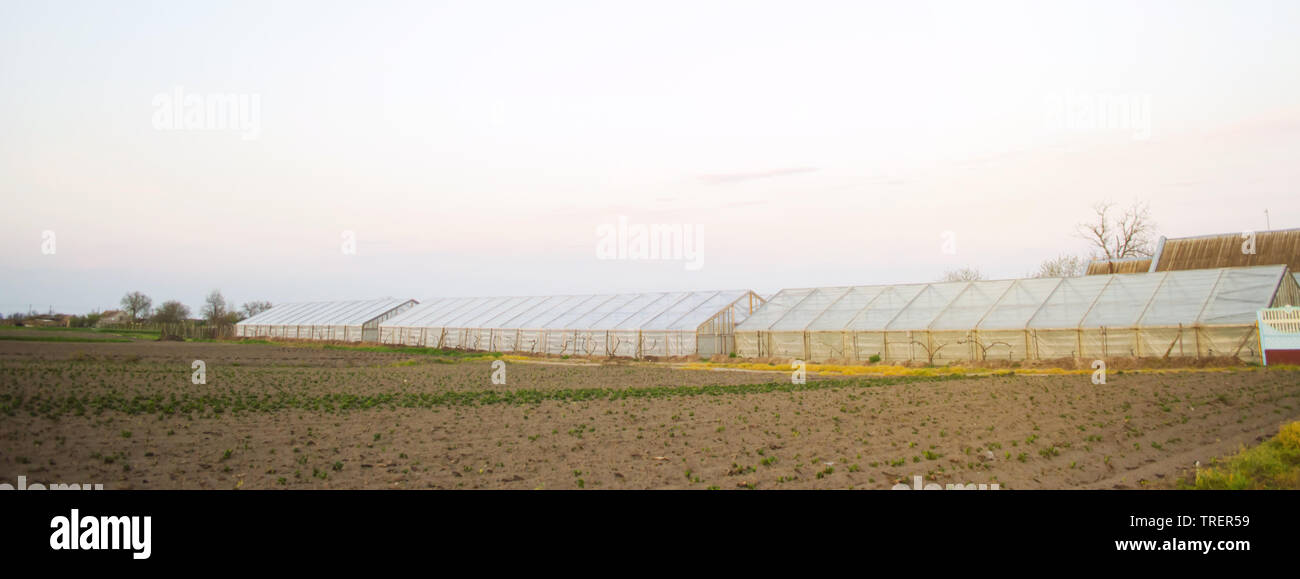 Gewächshäuser im Feld für Sämlinge von Kulturpflanzen. Wachsende Bio Gemüse. Kreditvergabe an Landwirte. Ackerland Landwirtschaft agro-industriellen Komplexes. Winter Stockfoto