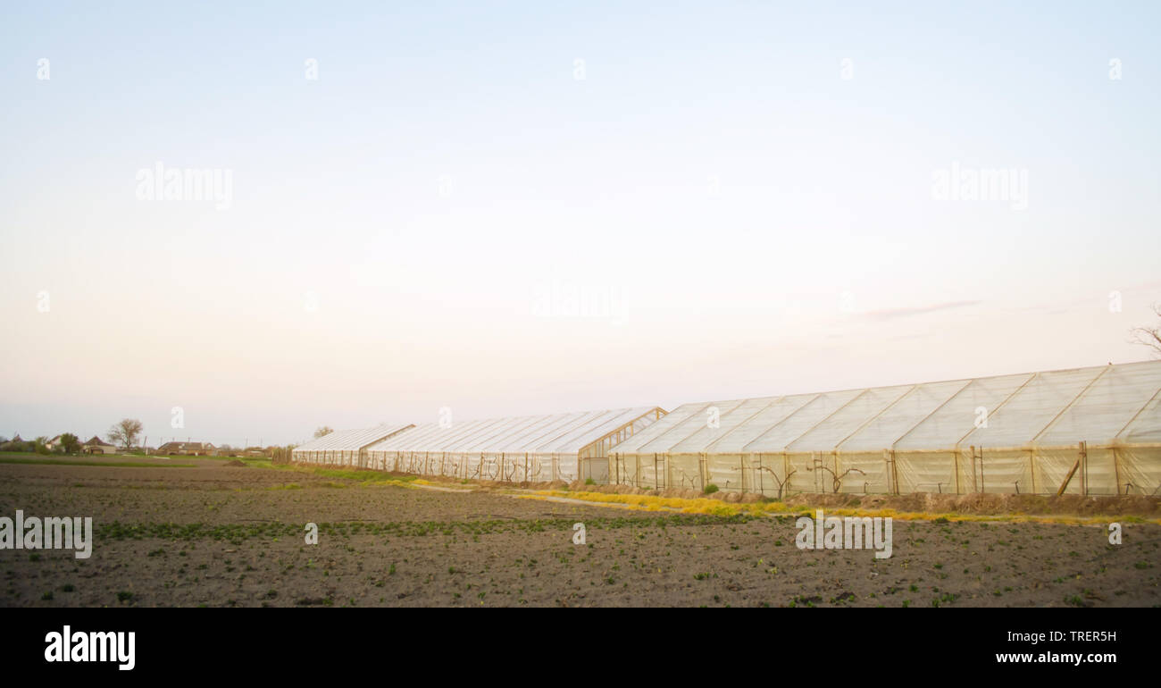Gewächshäuser im Feld für Sämlinge von Kulturpflanzen. Wachsende Bio Gemüse. Kreditvergabe an Landwirte. Ackerland Landwirtschaft agro-industriellen Komplexes. Winter Stockfoto