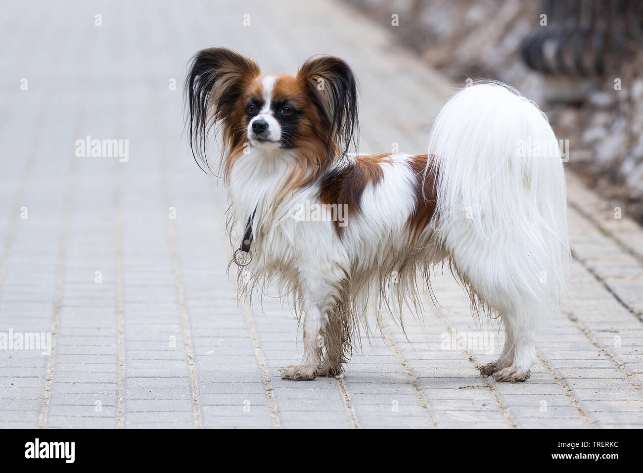 Schmetterlingshund -Fotos und -Bildmaterial in hoher Auflösung – Alamy