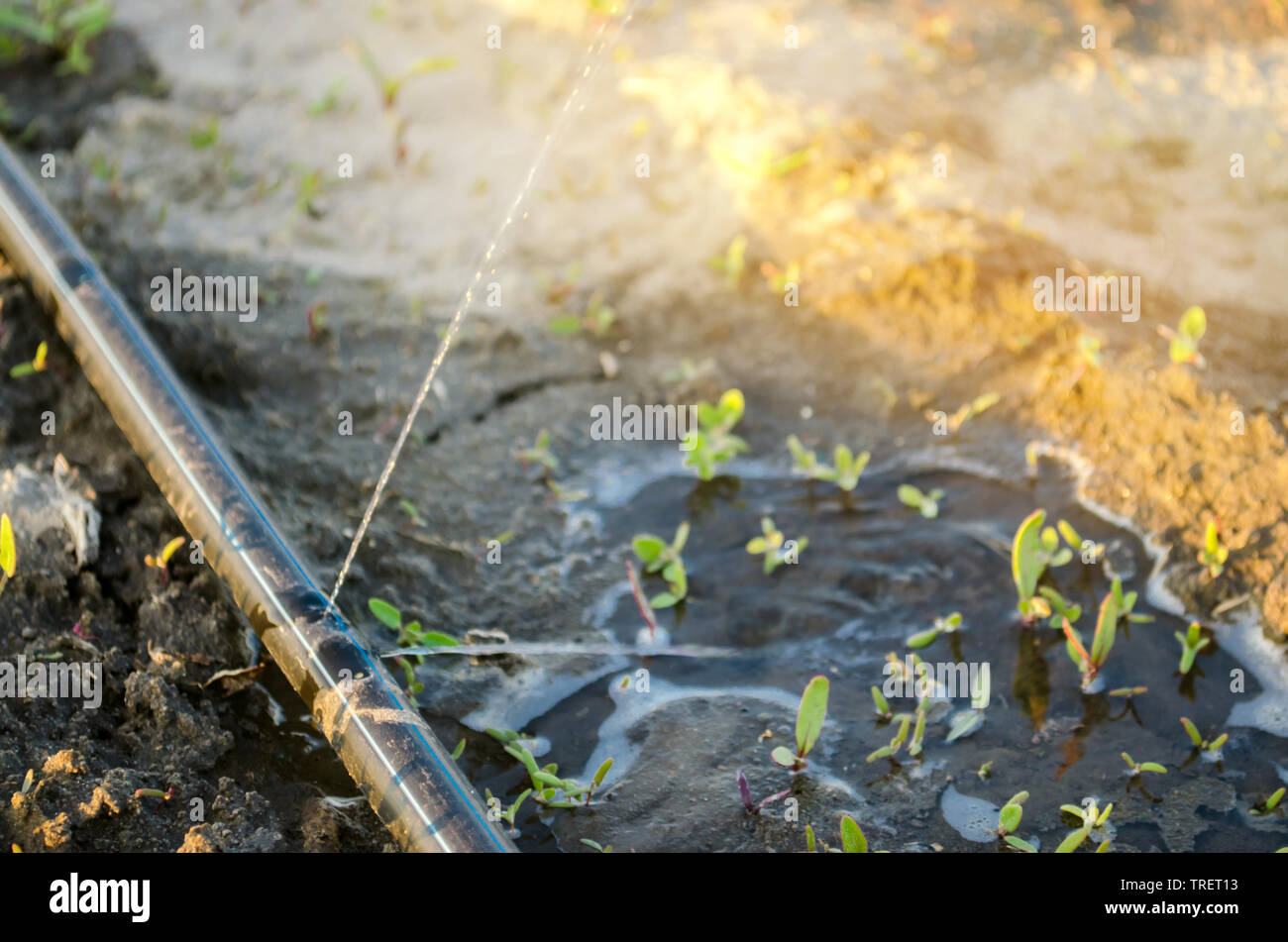 Wachsende junge Rote Rüben auf dem Feld. Tröpfchenbewässerung. Bio Gemüse. Die Landwirtschaft. Bauernhof. Selektive konzentrieren. Close-up. Sämlinge Stockfoto