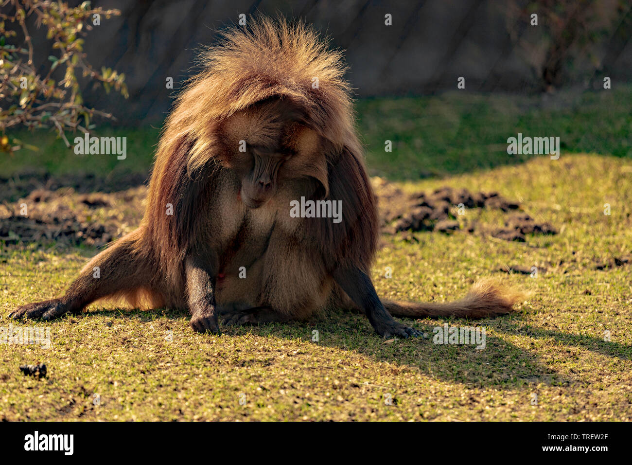 Beweidung Gelada (affenarten aus Äthiopien) in Diergaarde Blijdorp Rotterdam Zoo, Südholland, Niederlande Stockfoto