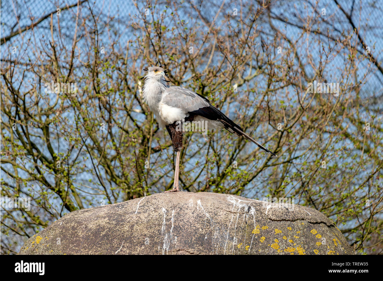 Vogel Secretarybird oder Sekretär (Sagittarius serpentarius) auf einem Felsen in der Diergaarde Blijdorp Rotterdam Zoo, Südholland, Niederlande thront. Stockfoto