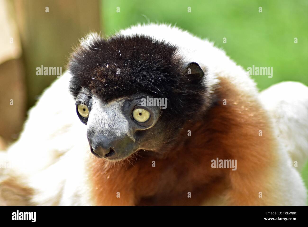 Gekrönt Sifaka Lemur, (Propithecus coronatus), Cotswold Wildlife Park, Nr. Witney, Oxfordshire Stockfoto