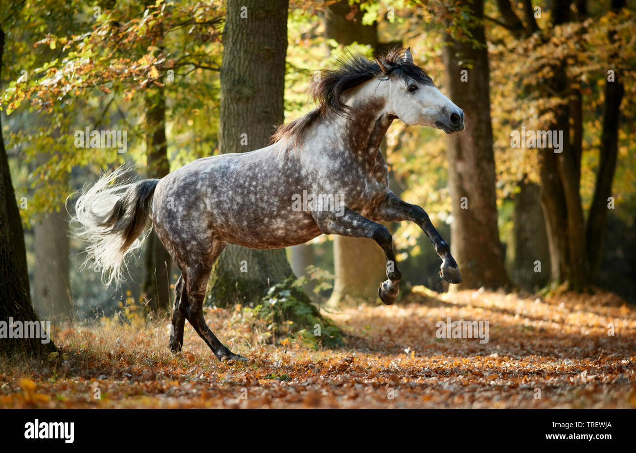 Reine Spanische Pferd, Andalusische. Dappled grau nach Übersicht - Weg in einem Wald im Herbst. Deutschland Stockfoto