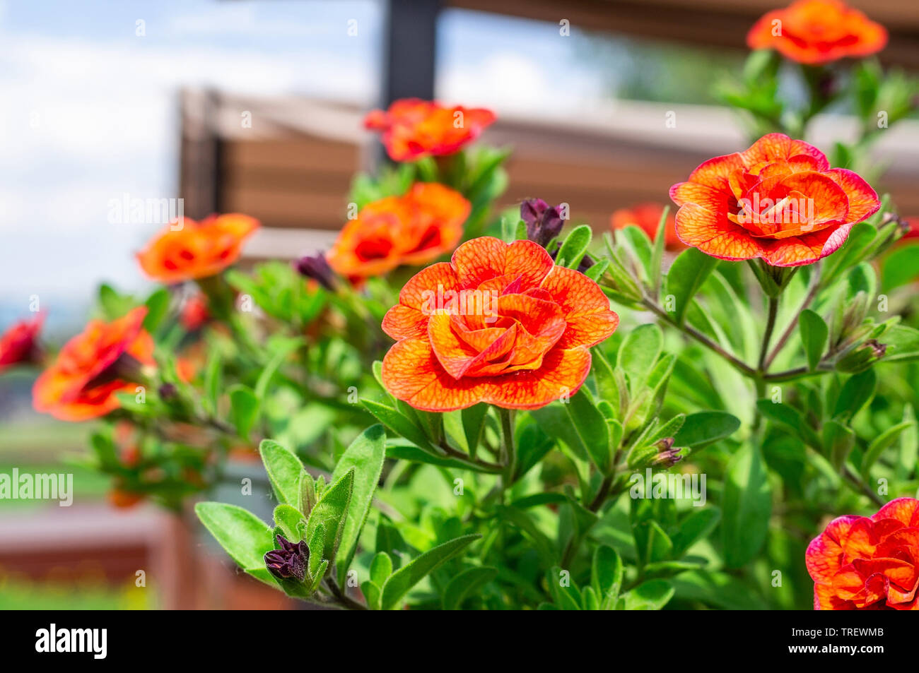schöne rote million Bells Blume, Calibrachoa. Frühlingsblume mit vielen roten Blüte im Frühling Stockfoto