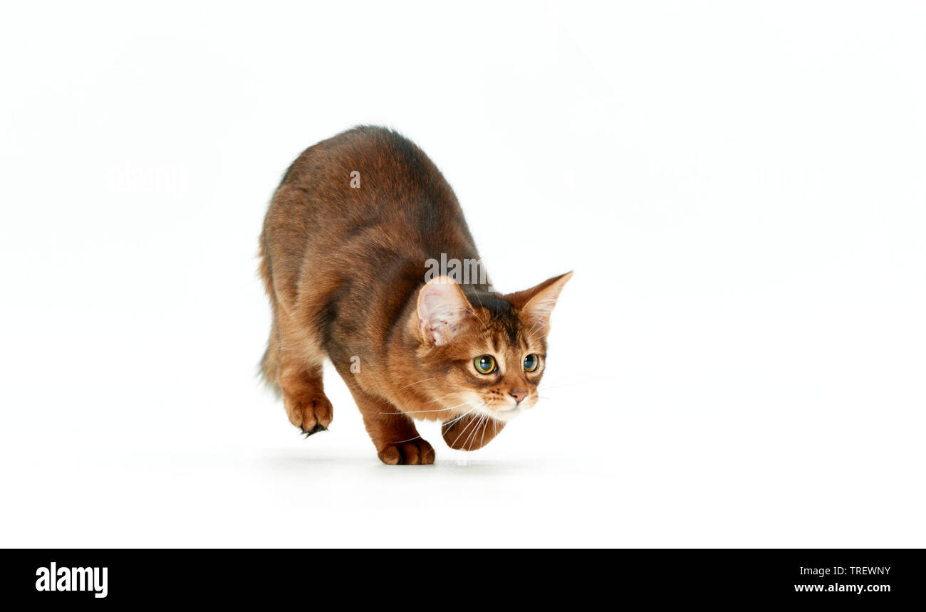 Somali Katze. Kätzchen gehen. Studio Bild auf weißem Hintergrund Stockfoto
