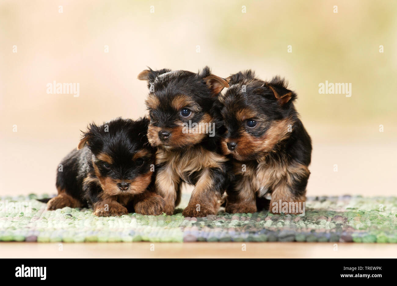 Yorkshire Terrier. Drei Welpen auf einer Decke. Deutschland Stockfoto