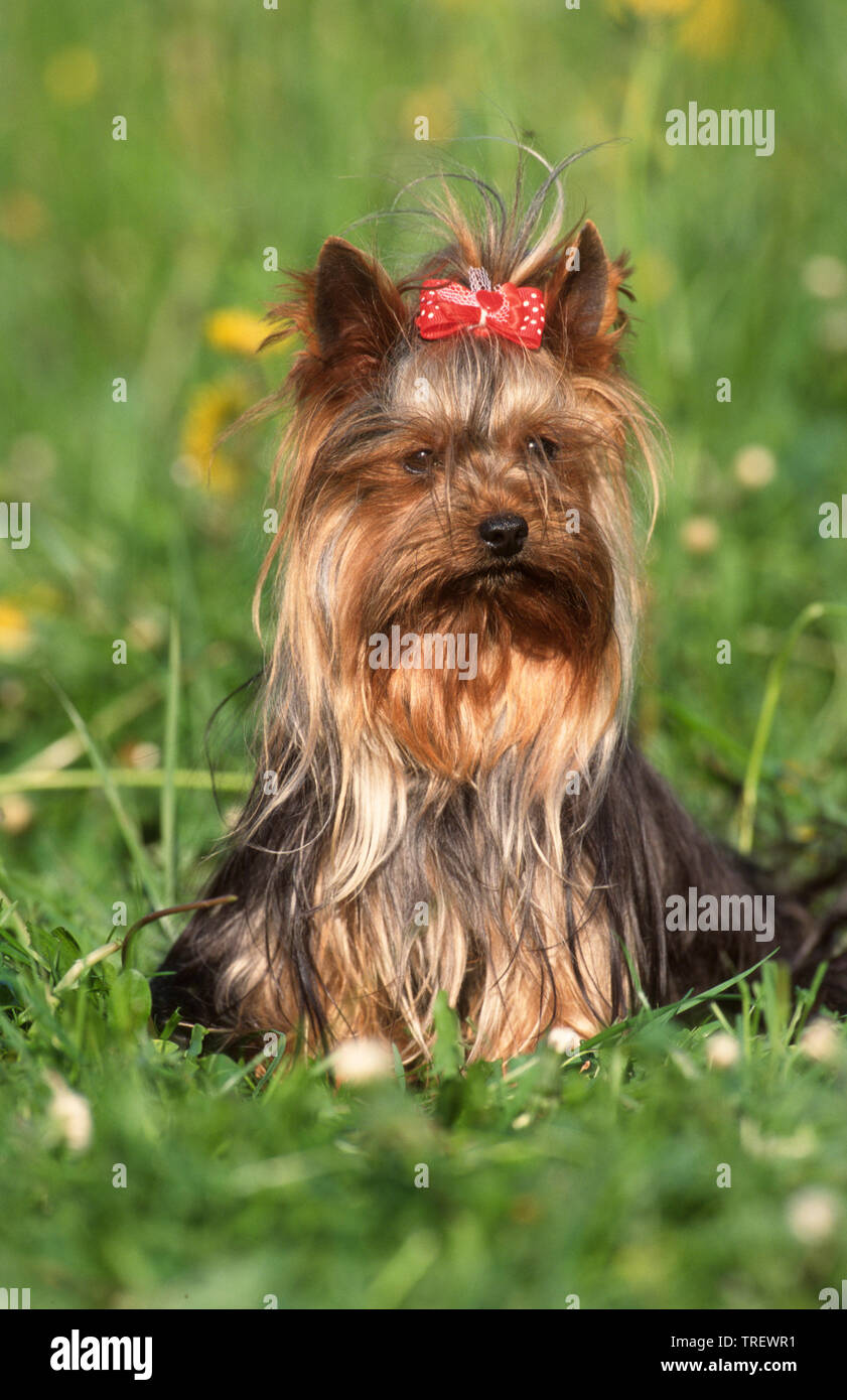 Yorkshire Terrier. Erwachsener Hund sitzt auf einer Wiese, trug einen roten Bogen mit Polka Dots. Deutschland Stockfoto