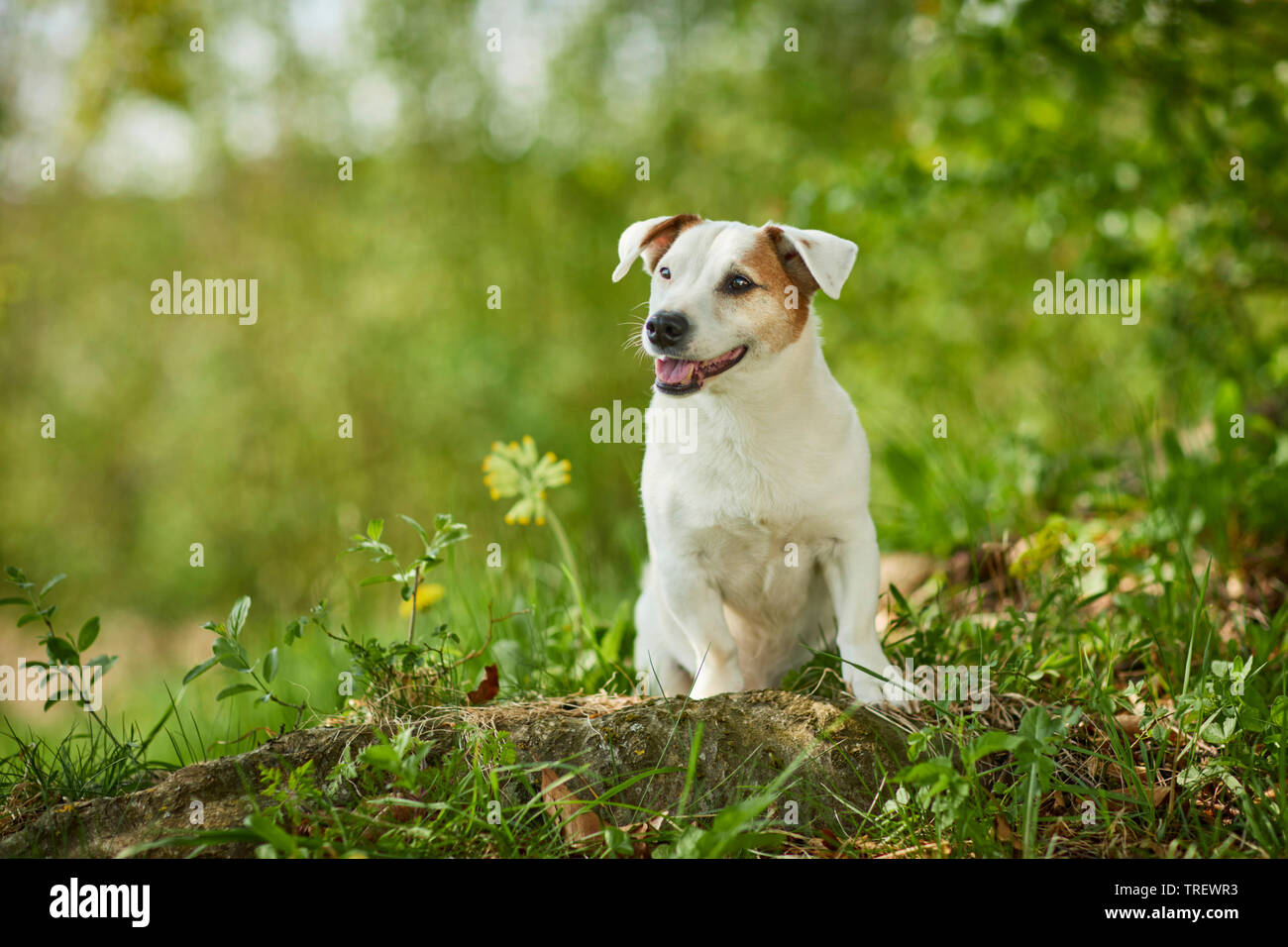 Jack Russell Terrier. Erwachsener Hund in einem Wald sitzt im Frühjahr. Deutschland Stockfoto