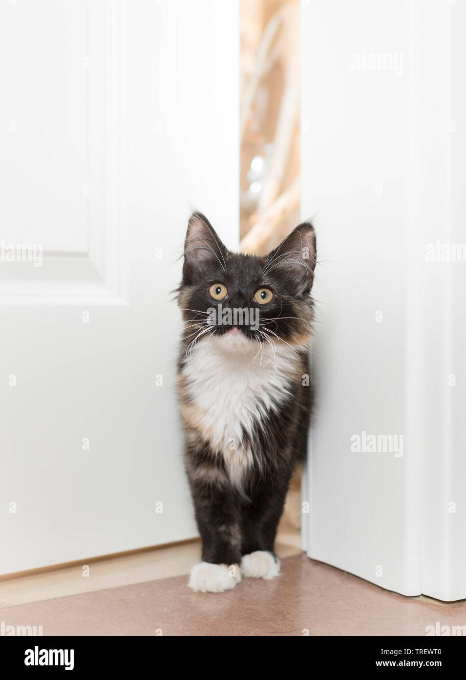Norwegian Forest Cat. Dreifarbige Katze stehend in einer Tür. Deutschland Stockfoto