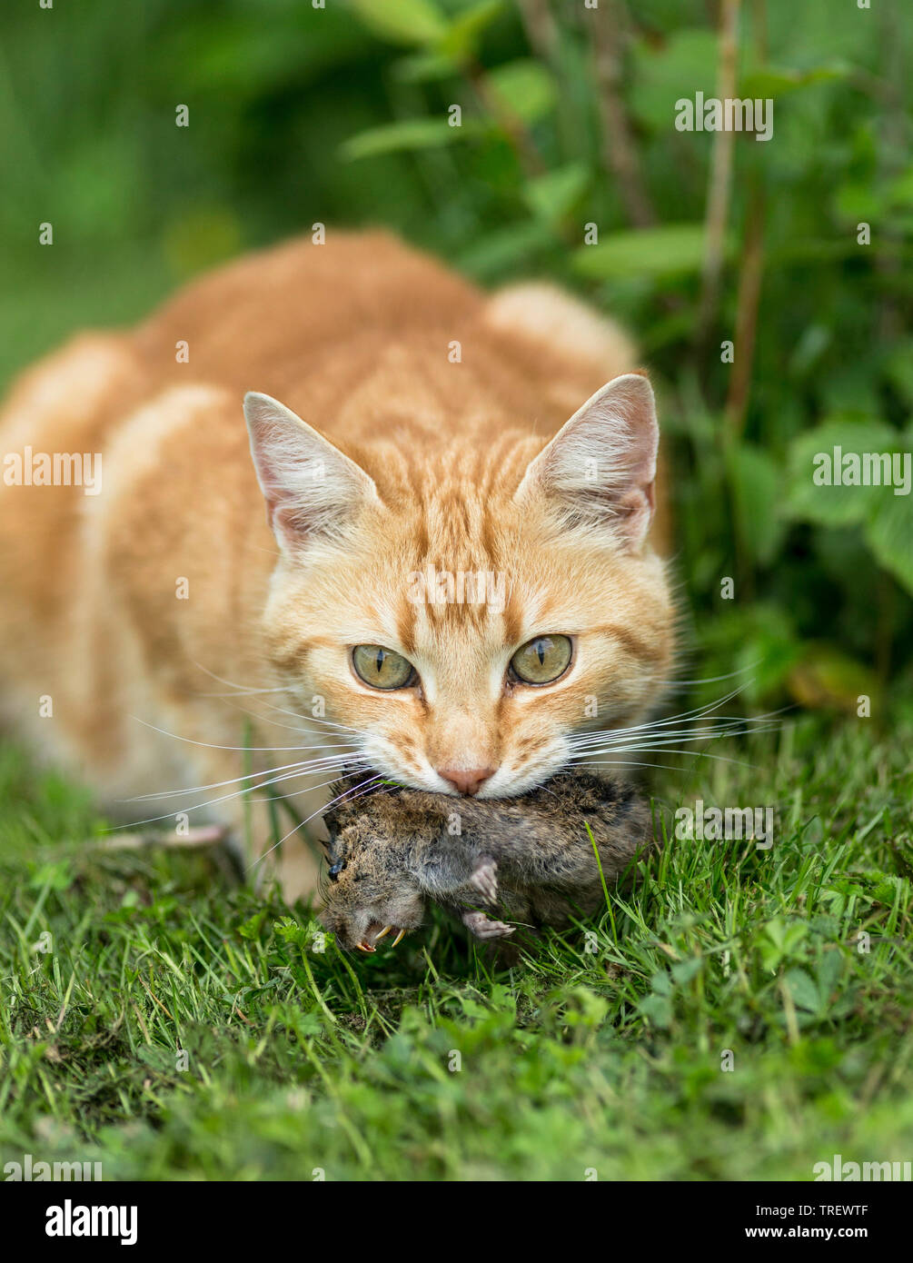 Domestic Cat. Red-tabby Erwachsener mit Maus Beute. Deutschland Stockfoto