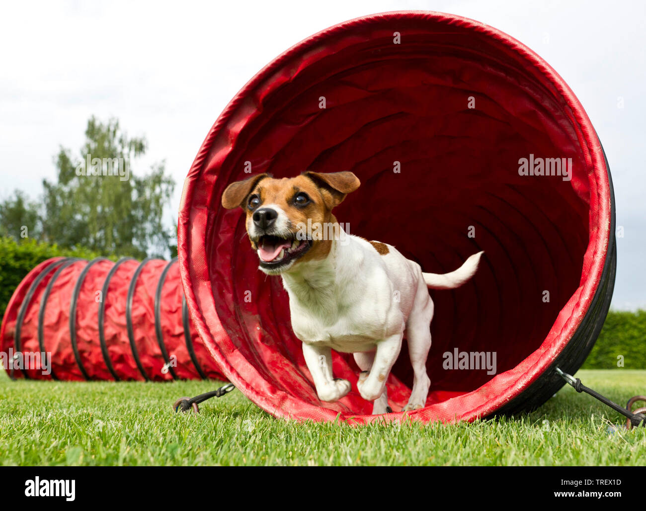 Jack Russell Terrier. Erwachsener Hund läuft durch einen Tunnel in einen agility Kurs. Deutschland Stockfoto