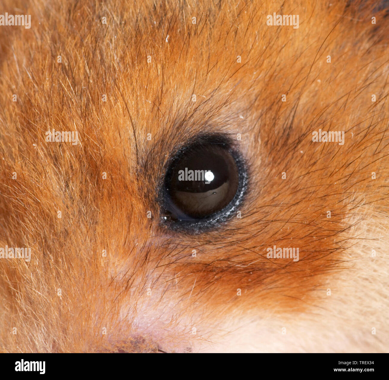 Golden Hamster (Mesocricetus auratus), Detail des Auges. Deutschland Stockfoto