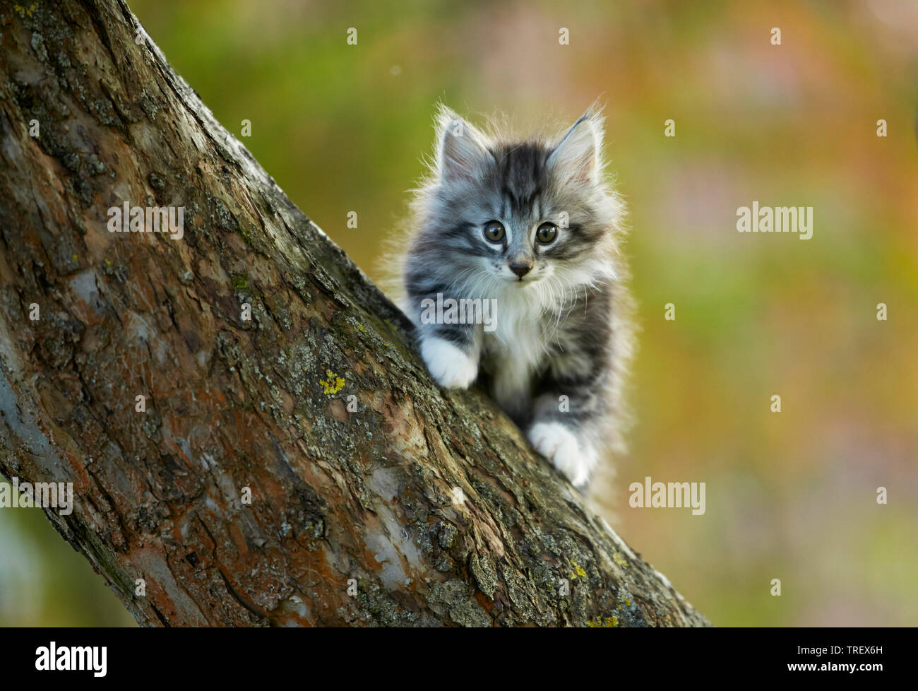 Norwegian Forest Cat. Tabby kitten Klettern in einem Baum. Deutschland, Stockfoto