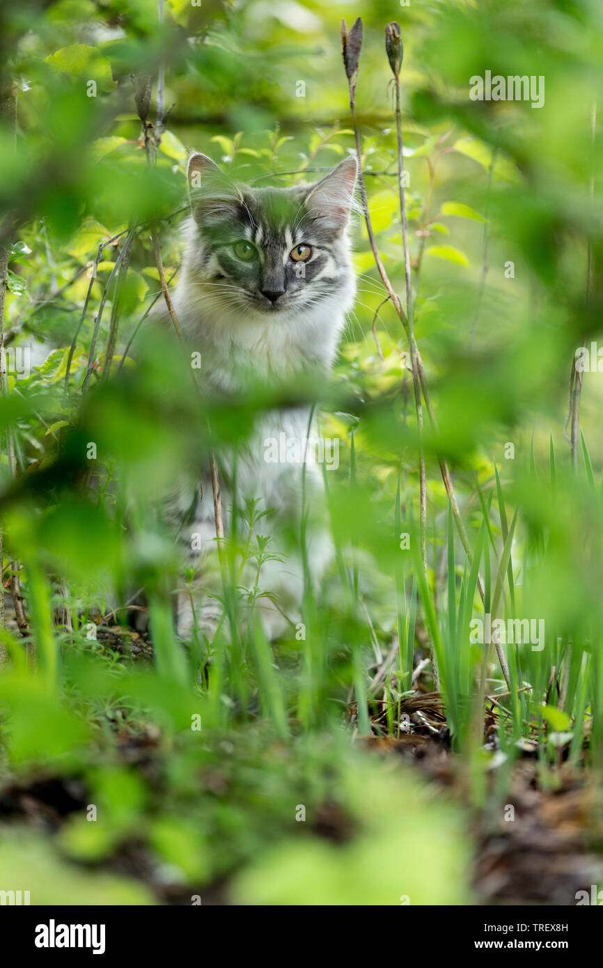 Norwegian Forest Cat. Kinder verstecken sich in einem Garten. Deutschland Stockfoto