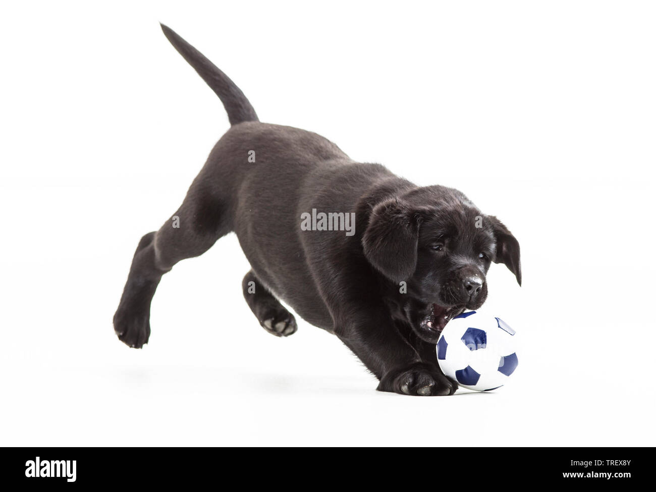 Labrador Retriever. Welpen spielen mit einem Fußball. Studio Bild vor einem weißen Hintergrund. Deutschland.. Stockfoto