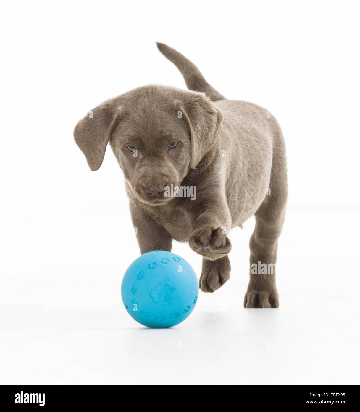 Labrador Retriever. Welpen spielen mit einem blauen Ball. Studio Bild vor einem weißen Hintergrund. Deutschland.. Stockfoto