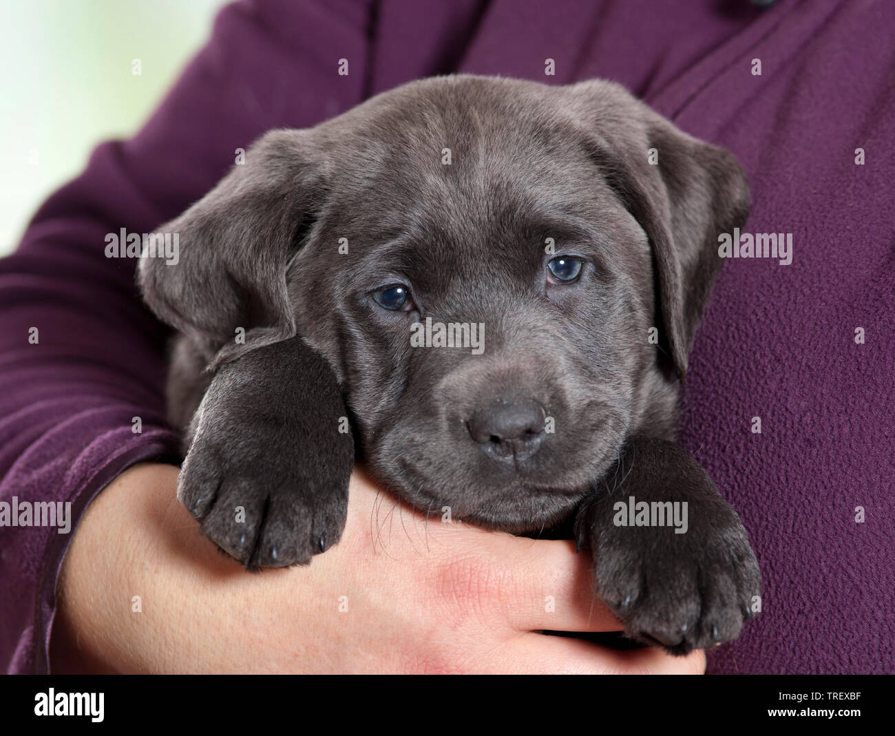Labrador Retriever. Welpen in die Arme einer Person. Deutschland Stockfoto