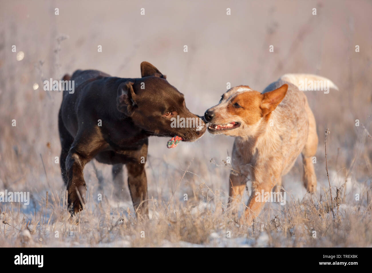 Labrador Retriever und Australian Cattle Dog. Zwei Erwachsene spielen mit einem Seil, Tauziehen. Deutschland. Stockfoto