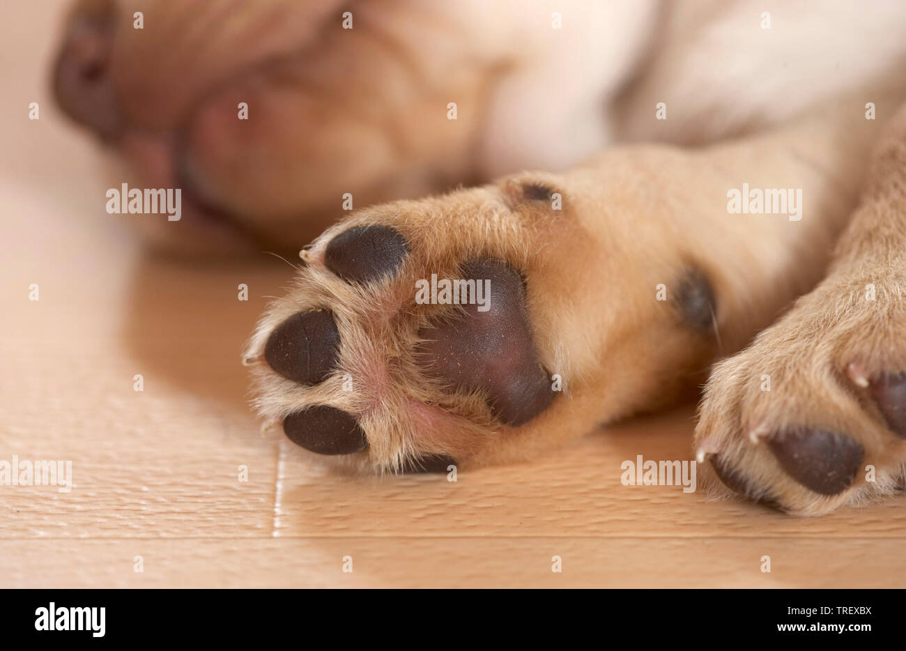 Labrador Retriever. Tatze eines Welpen. Deutschland Stockfoto