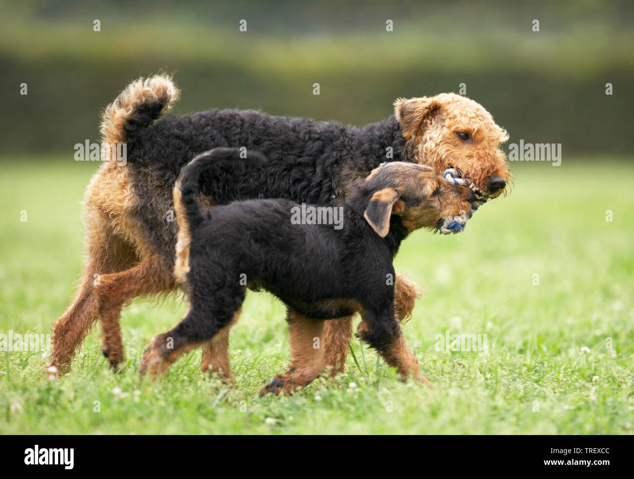 Airedale Terrier. Erwachsene und Welpen spielen auf einer Wiese, Tauziehen. Deutschland Stockfoto