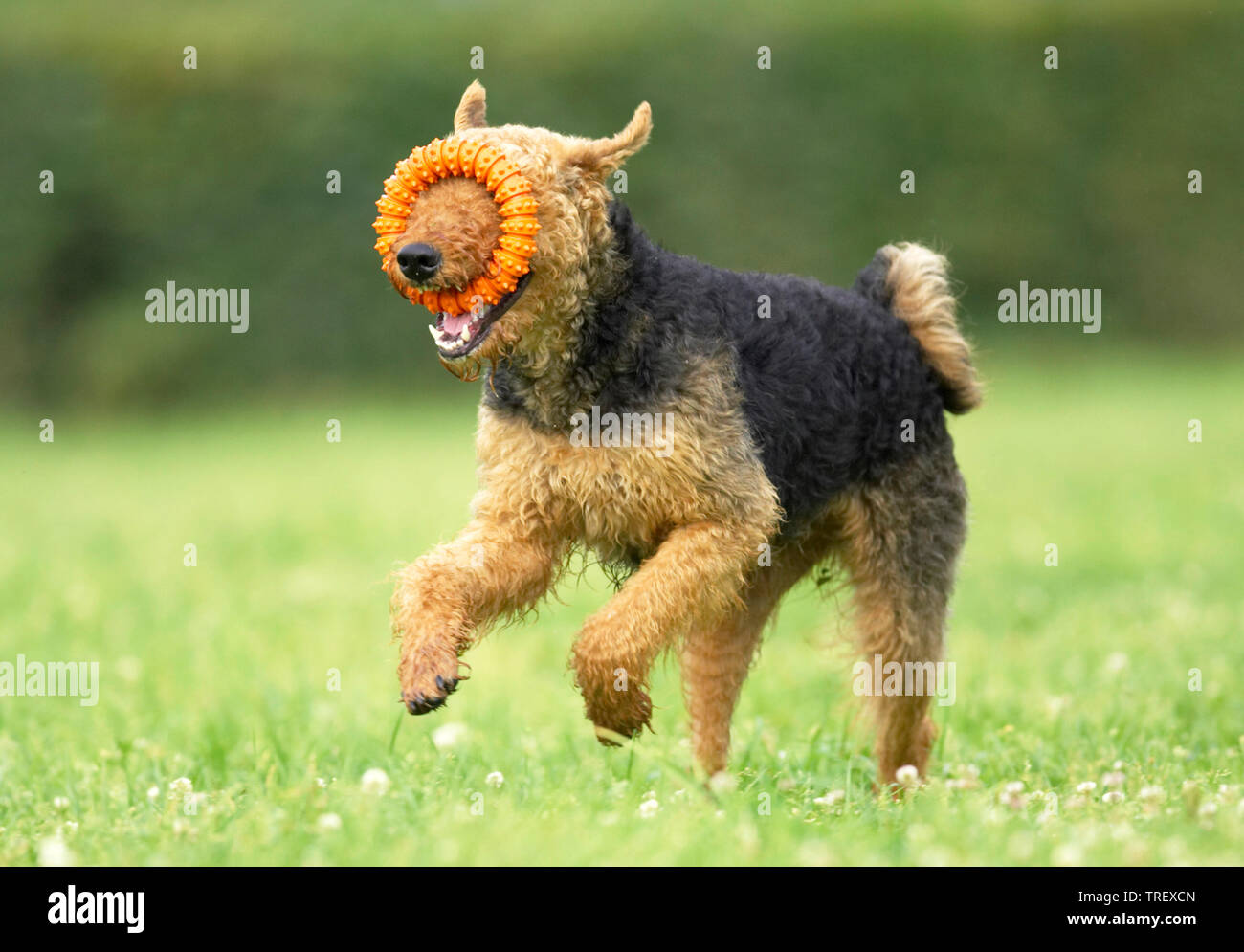 Airedale Terrier. Nach Spielen mit einem Spielzeug auf einer Wiese. Deutschland Stockfoto