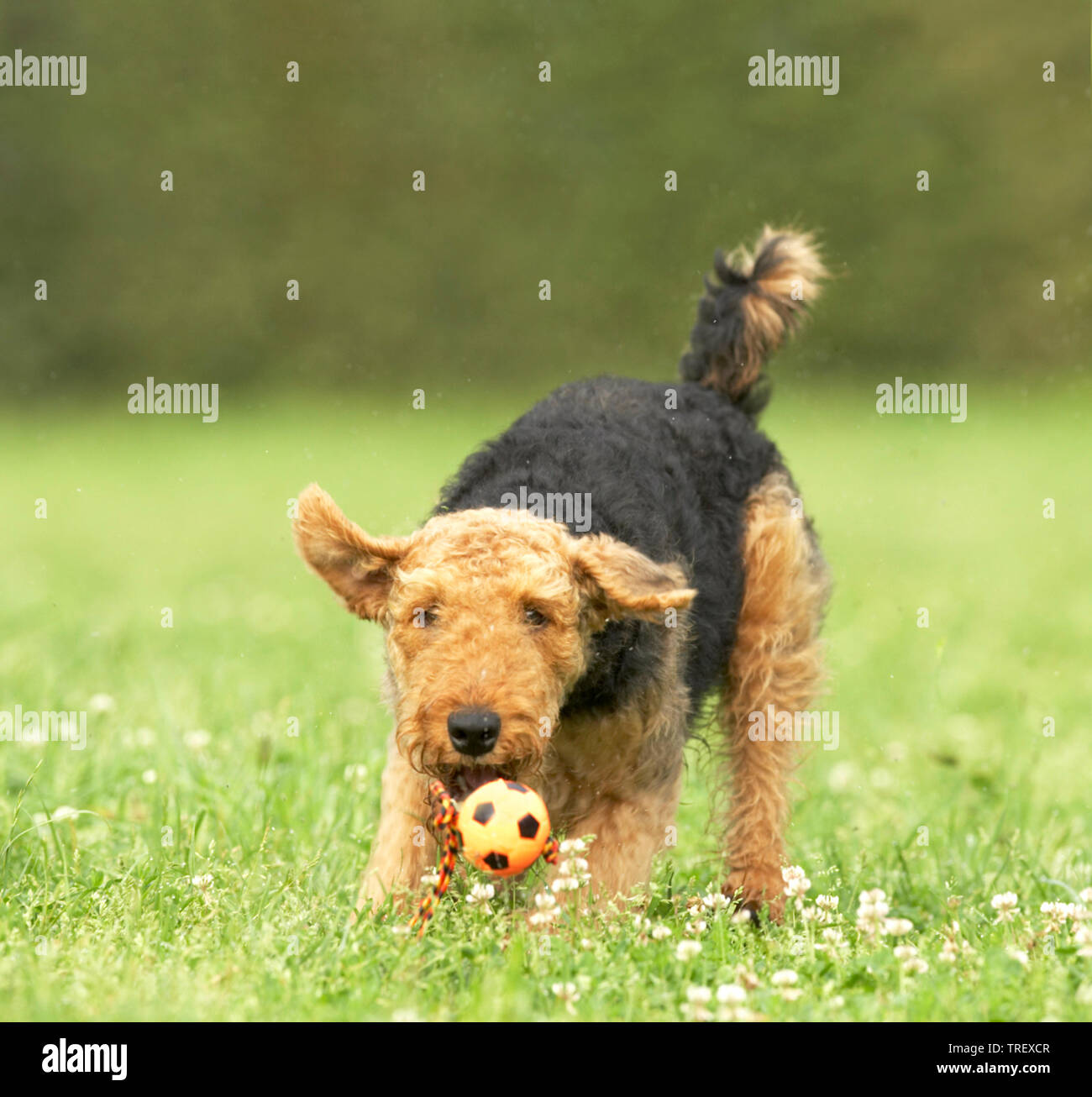 Airedale Terrier. Nach spielen mit einer kleinen Kugel auf einer Wiese. Deutschland Stockfoto