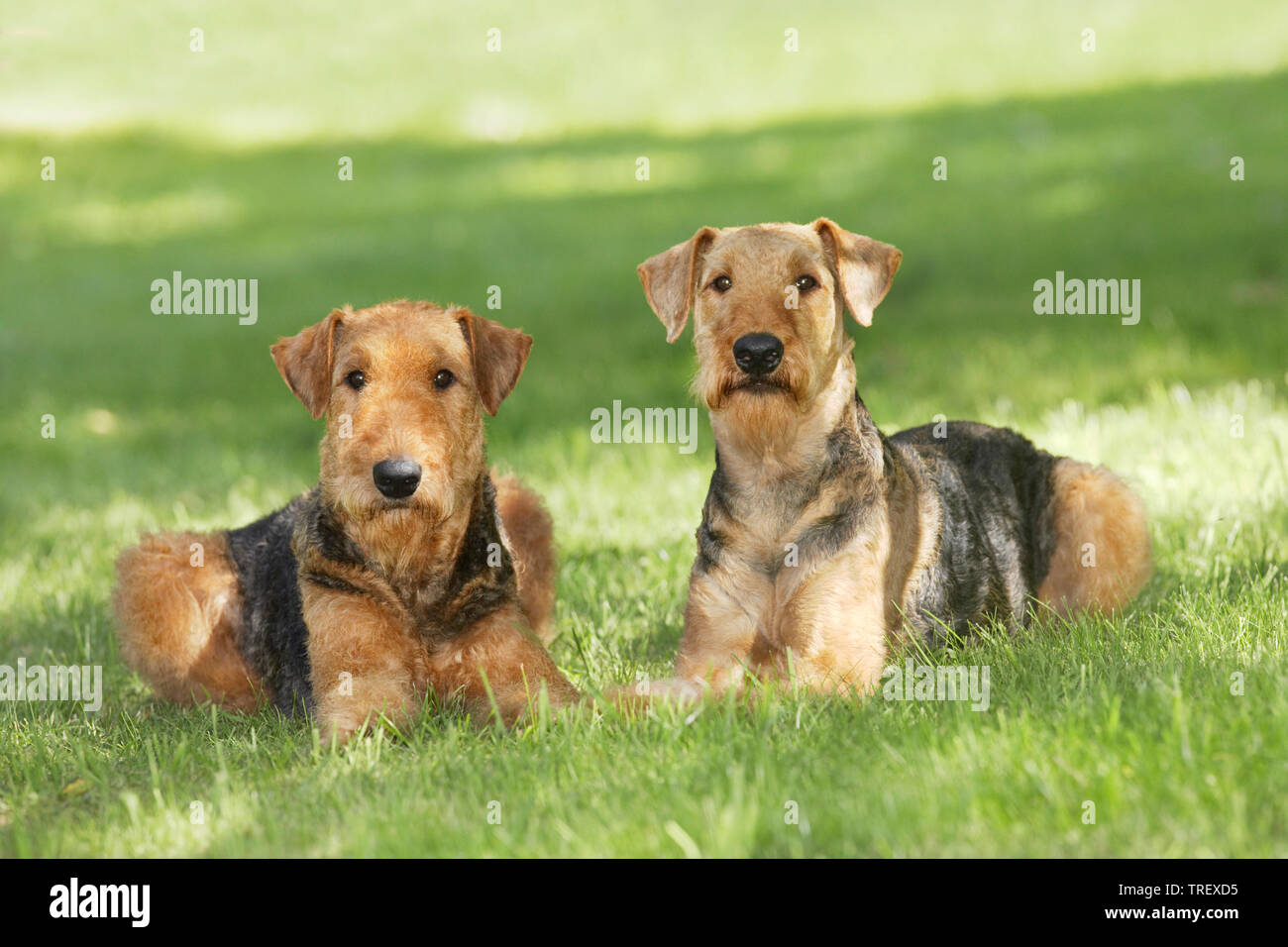 Airedale Terrier. Zwei Erwachsene liegen auf einer Wiese. Deutschland Stockfoto
