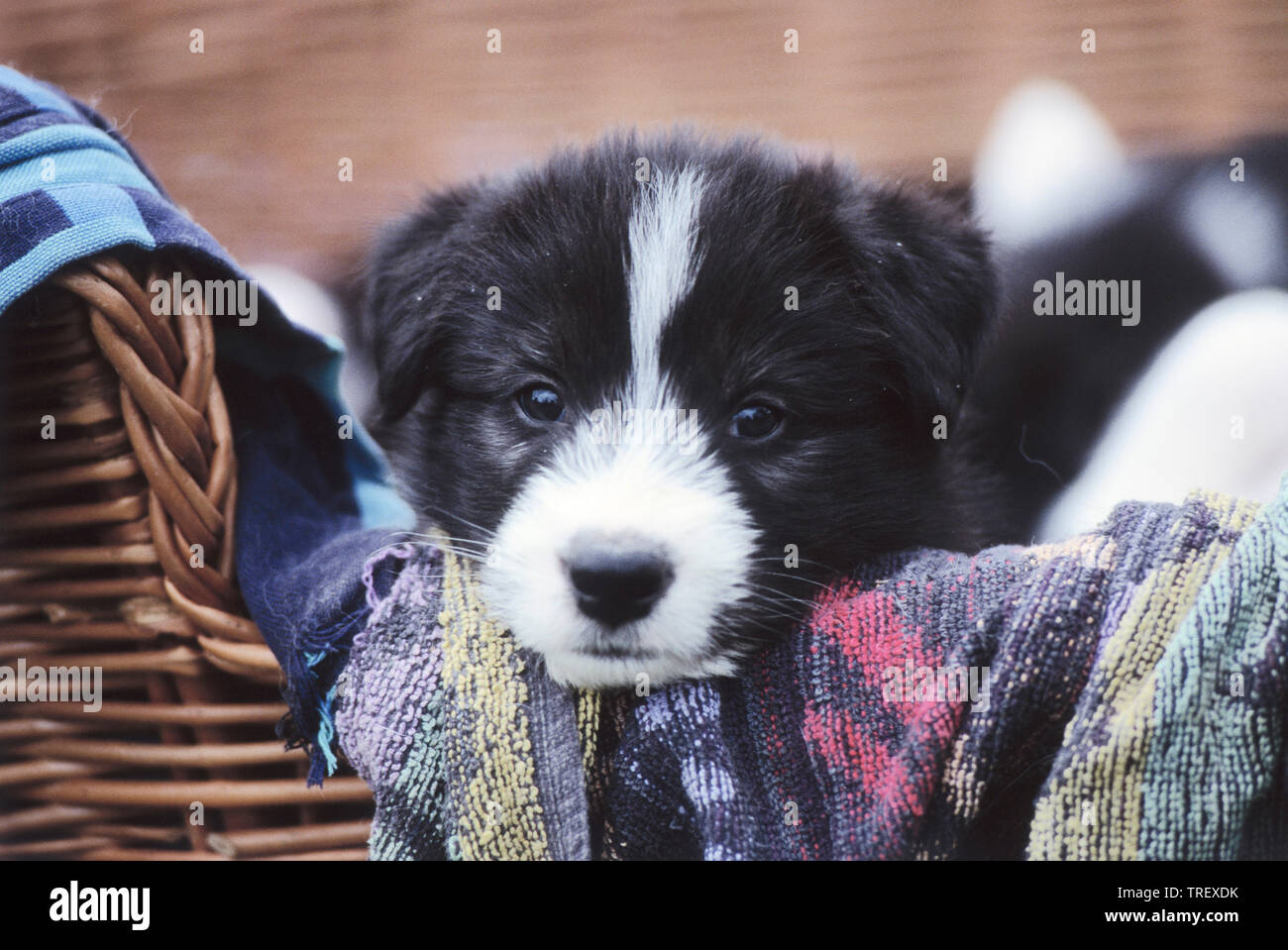 Mischlingen (Siberian Husky x?). Welpe liegend in einem Korb. Deutschland Stockfoto
