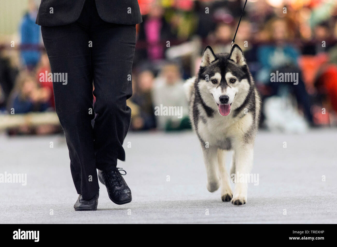 Siberian Husky. Erwachsener Hund zu Fuß neben Eigentümer während einer Rasse zeigen. Deutschland Stockfoto