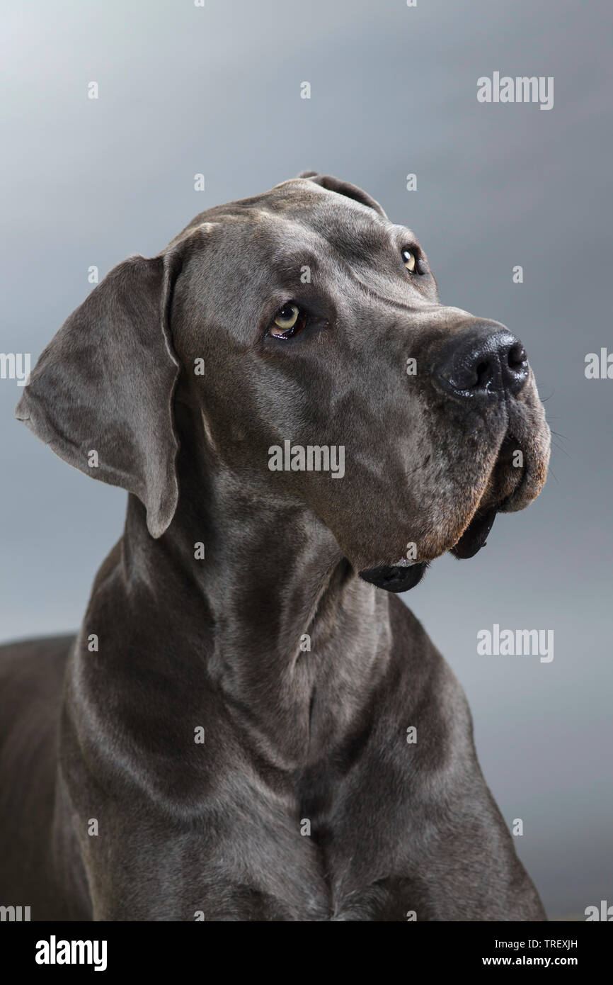 Dogge. Porträt eines Erwachsenen. Studio Bild vor grauem Hintergrund. Deutschland Stockfoto