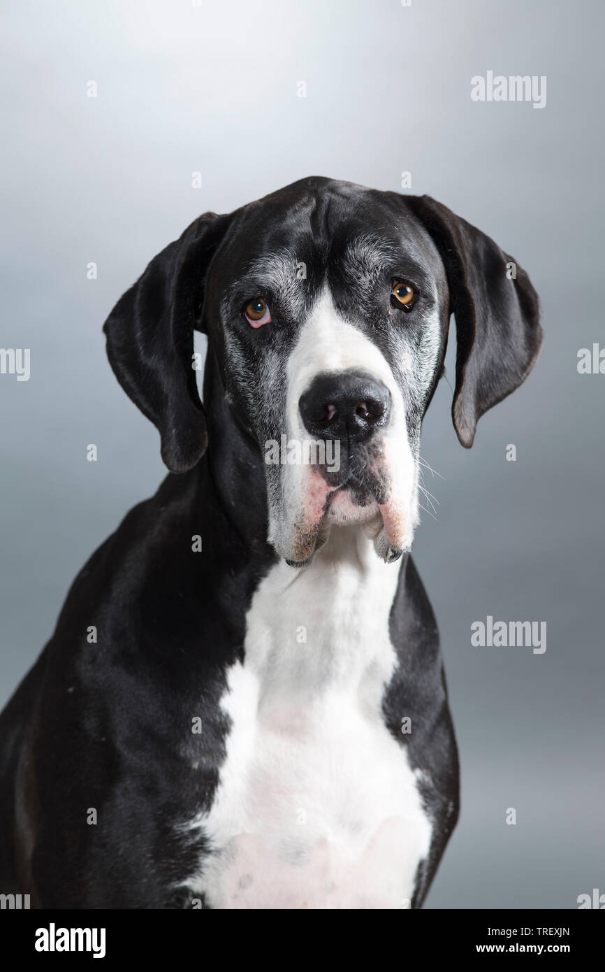 Dogge. Porträt eines Erwachsenen. Studio Bild vor grauem Hintergrund. Deutschland Stockfoto