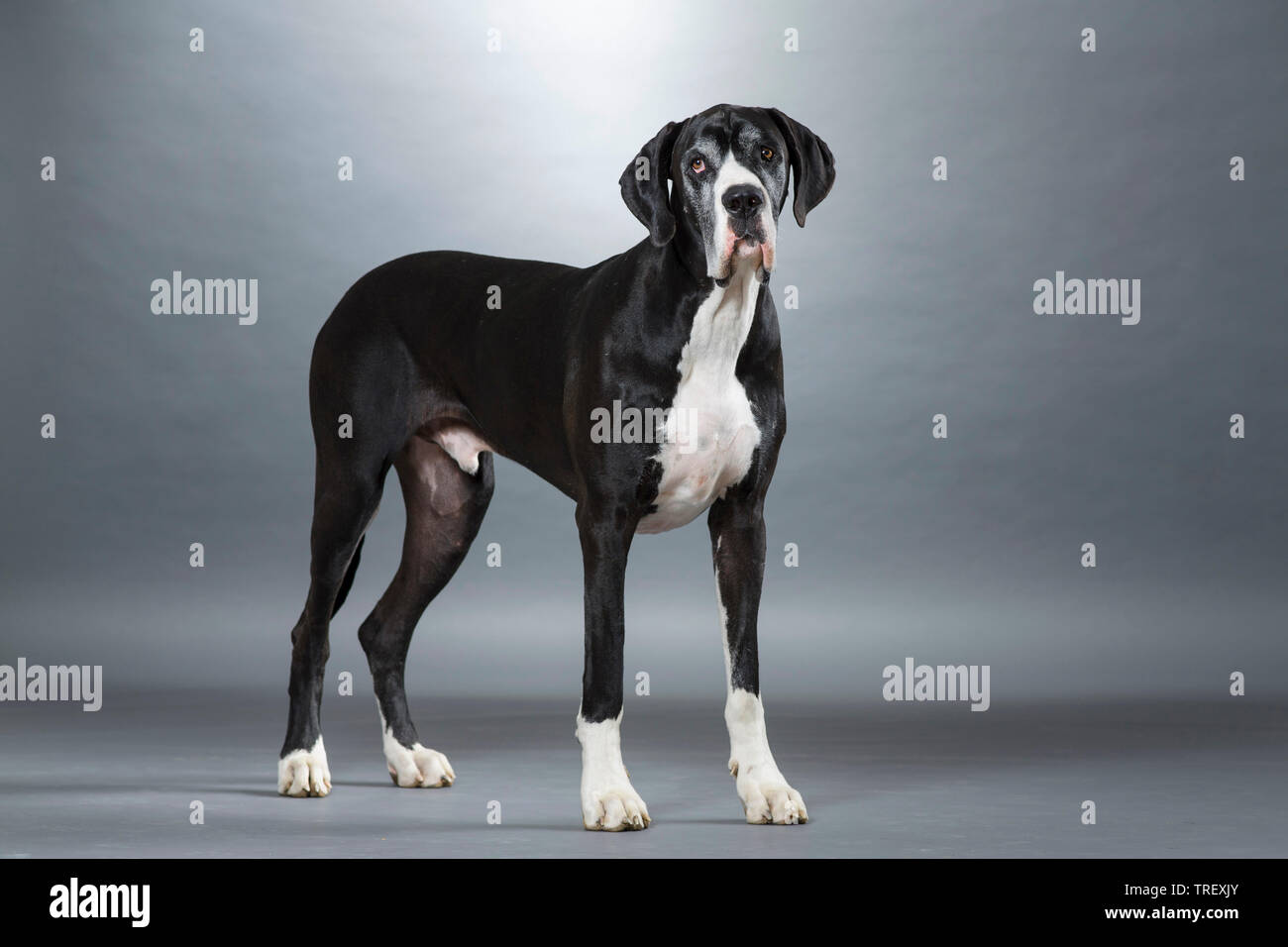 Dogge. Erwachsener Hund stehend, gesehen - auf. Studio Bild vor grauem Hintergrund. Deutschland Stockfoto
