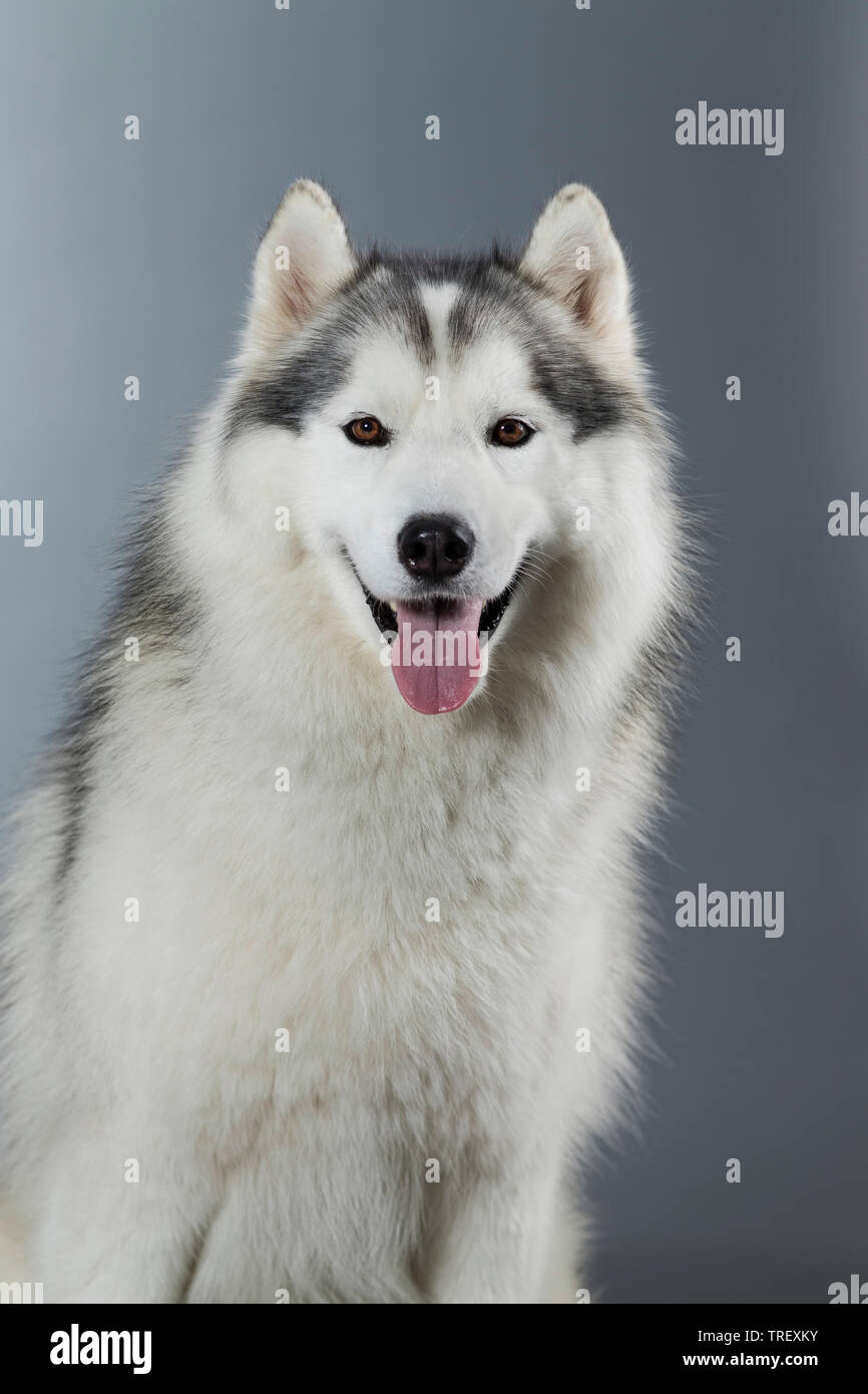 Siberian Husky. Porträt eines Erwachsenen. Studio Bild vor grauem Hintergrund. Deutschland Stockfoto