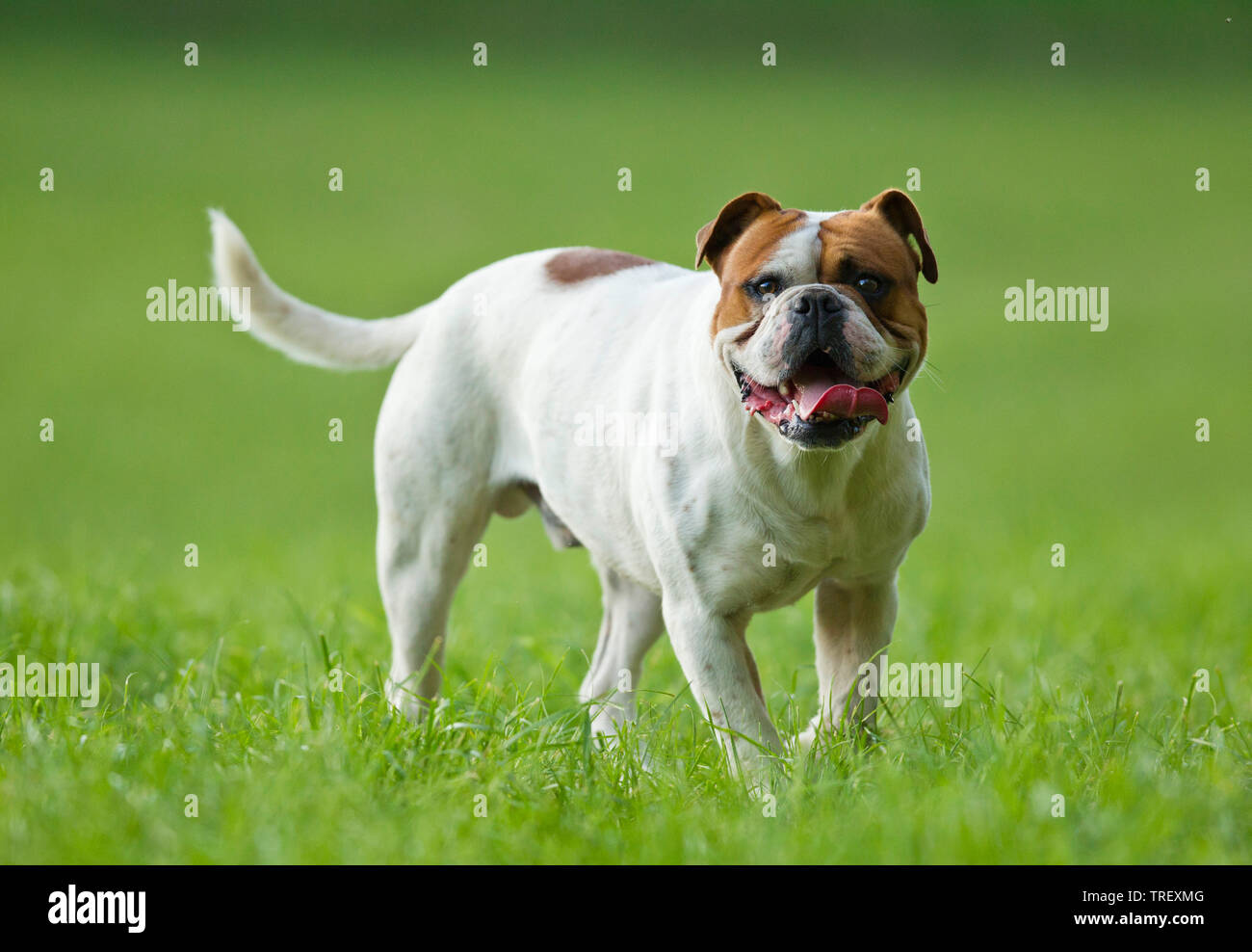 Olde English Bulldogge, Leavitt Bulldogge. Erwachsener Hund zu Fuß auf einer Wiese. Deutschland Stockfoto