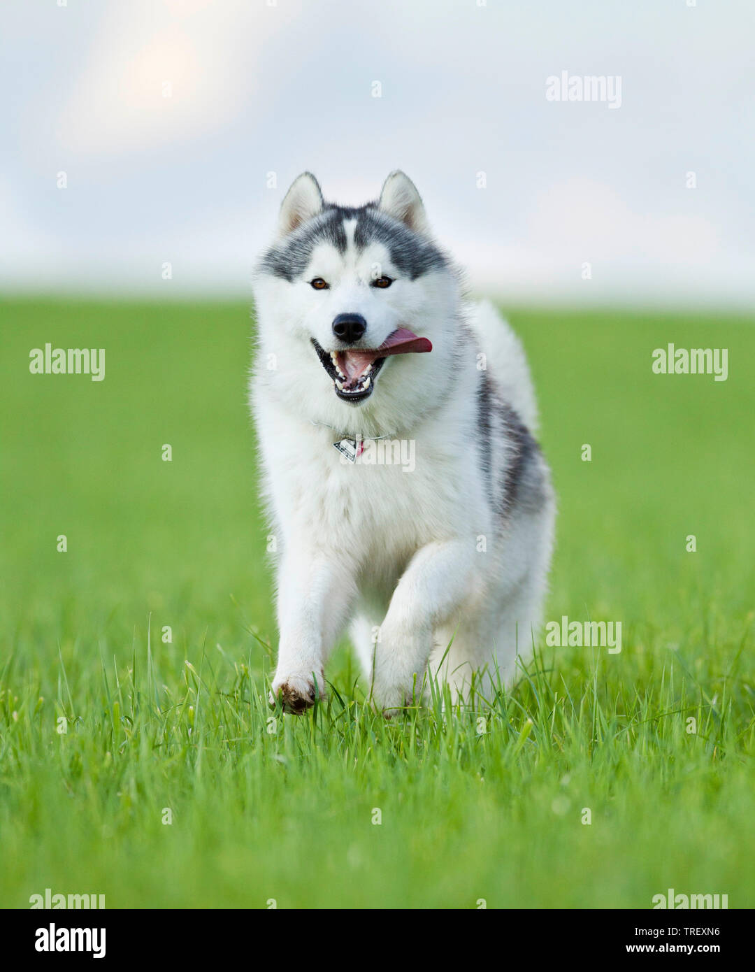 Siberian Husky. Erwachsenen Hund auf einer Wiese. Deutschland Stockfoto
