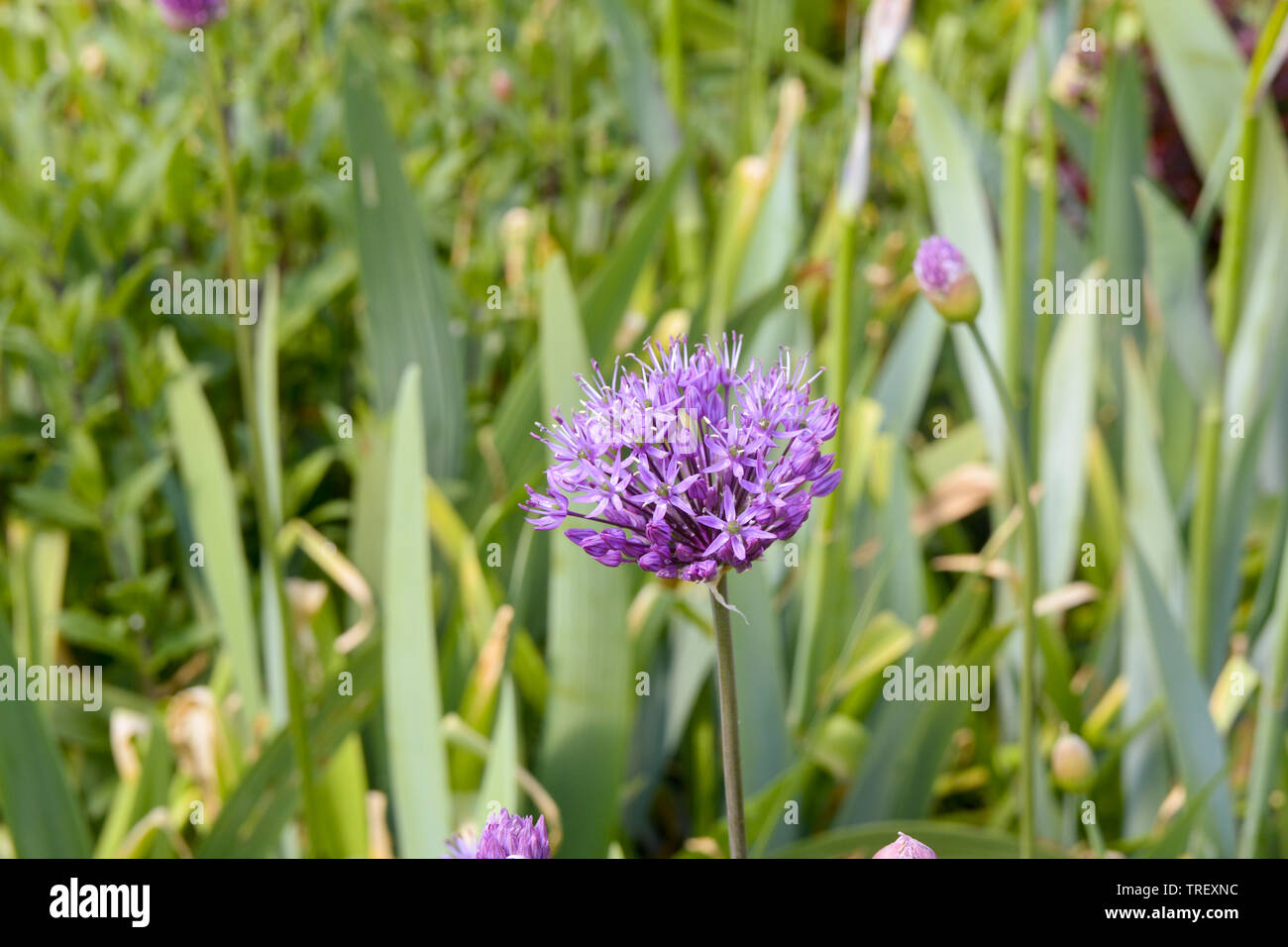 Allium globemaster Blume Stockfoto