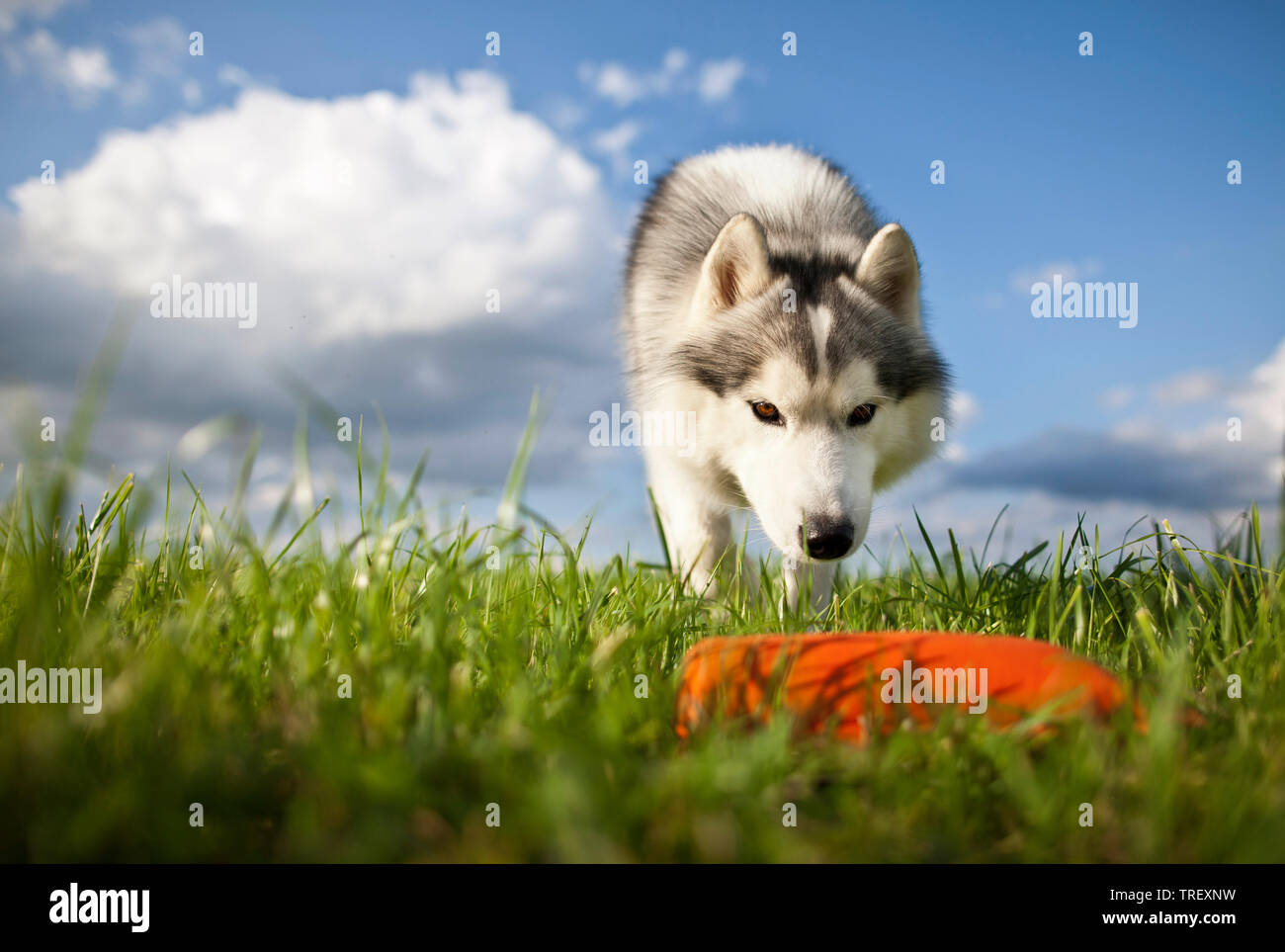 Siberian Husky. Erwachsener Hund nähert Dummy auf eine Wiese. Deutschland Stockfoto
