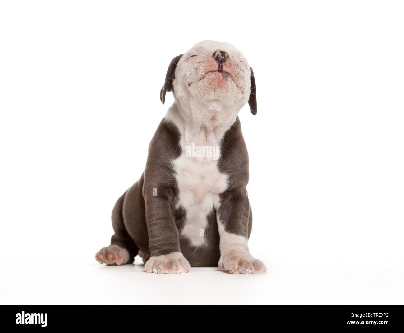 Englische Bulldogge. Welpe, sitzend auf Weiß isoliert. Deutschland Stockfoto