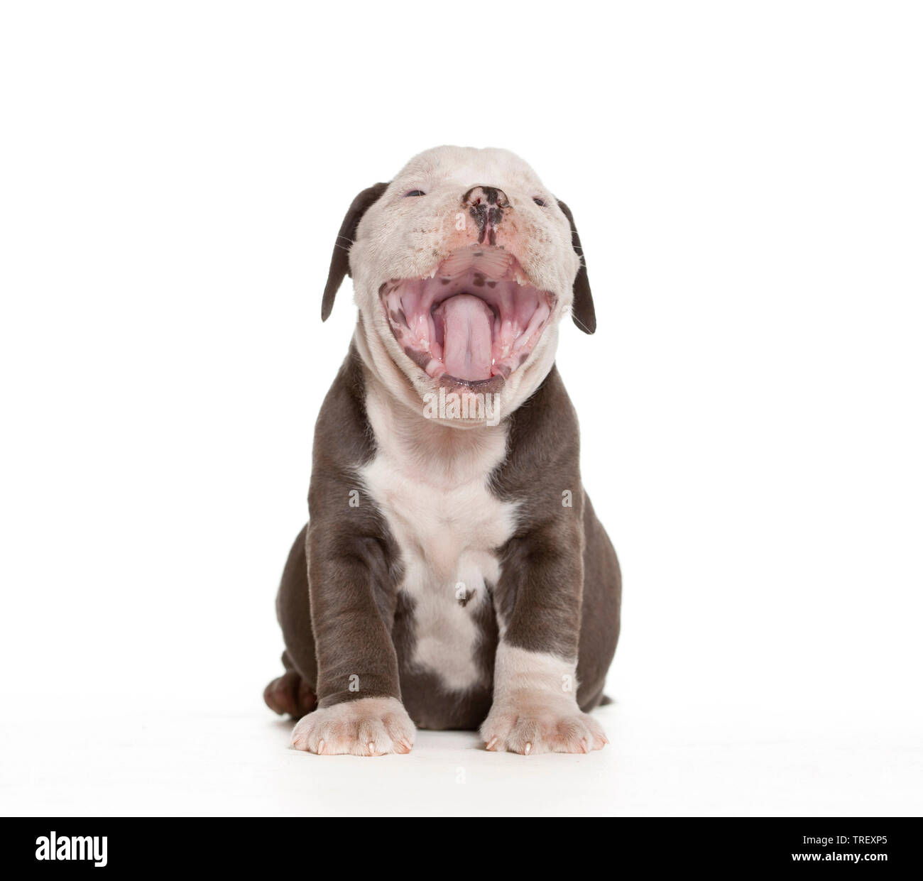 Englische Bulldogge. Welpen sitzen beim Gähnen, auf weissem isoliert. Deutschland Stockfoto