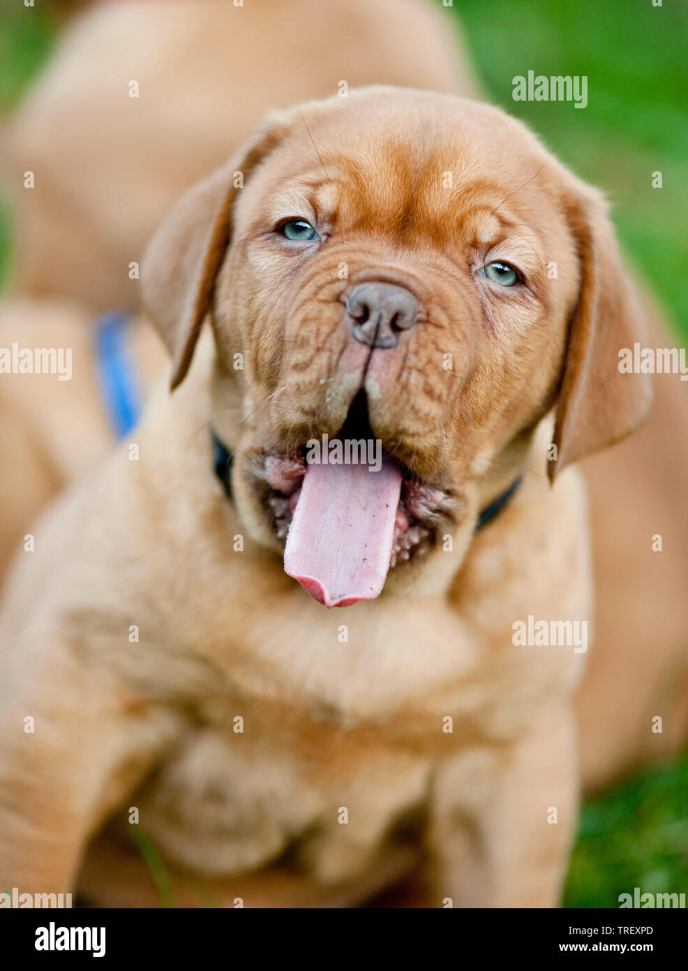Bordeaux Dogge, Bordeauxdog. Porträt eines Welpen, gähnen. Deutschland Stockfoto