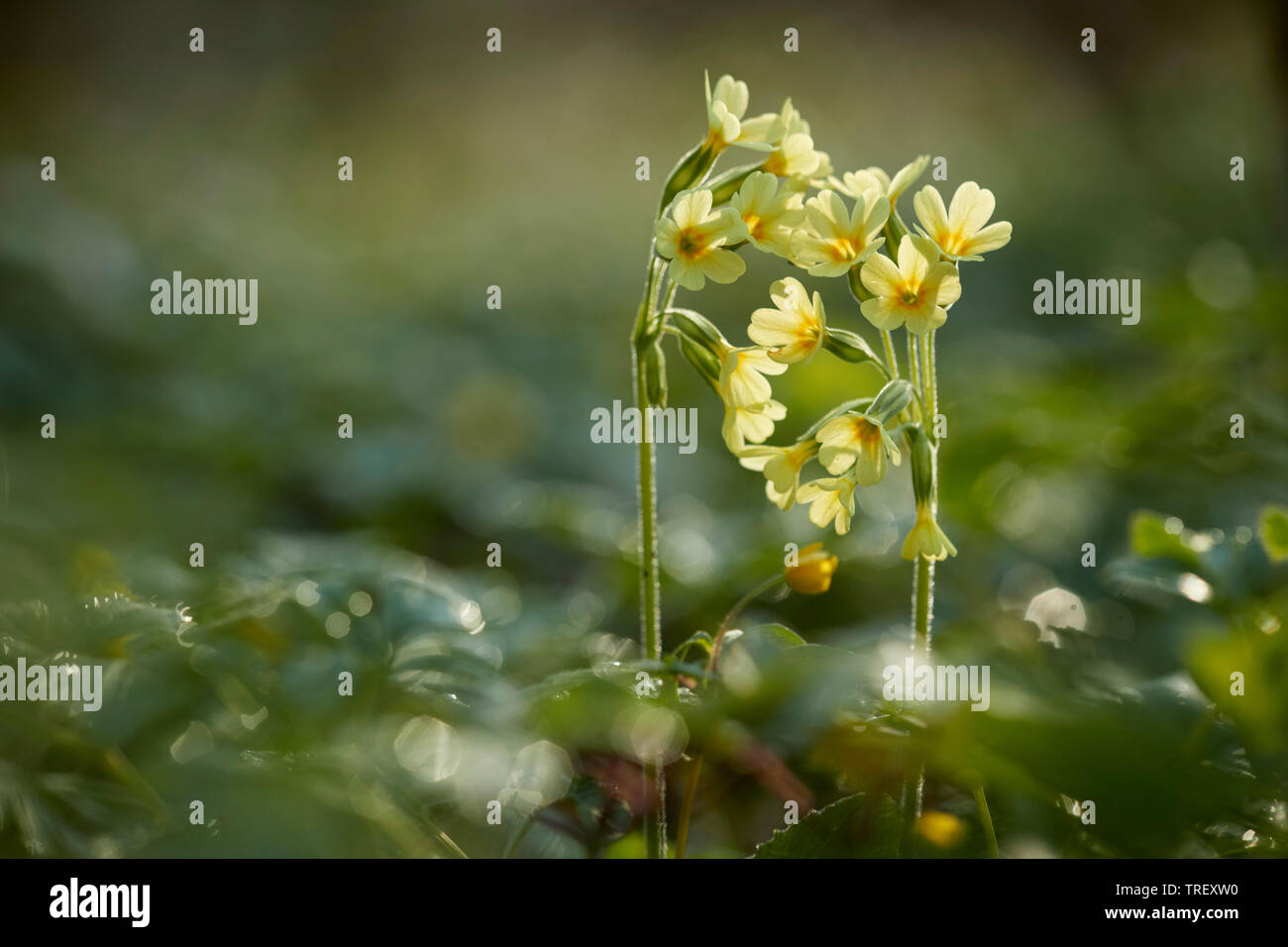 Gemeinsame Schlüsselblume (Primula Veris), blühende Pflanze im Gegenlicht. Deutschland Stockfoto