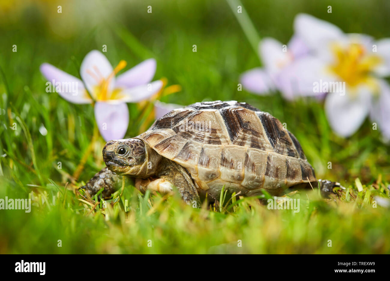 Junge mediterrane Sporn - thighed Schildkröte, Griechische Landschildkröte (Testudo graeca) neben blühenden Krokusse im Frühling. Stockfoto